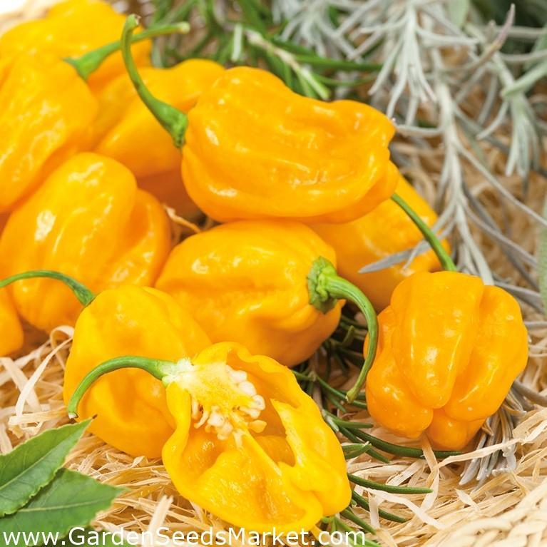 Temukan Agen Habanero Terjitu di Indonesia