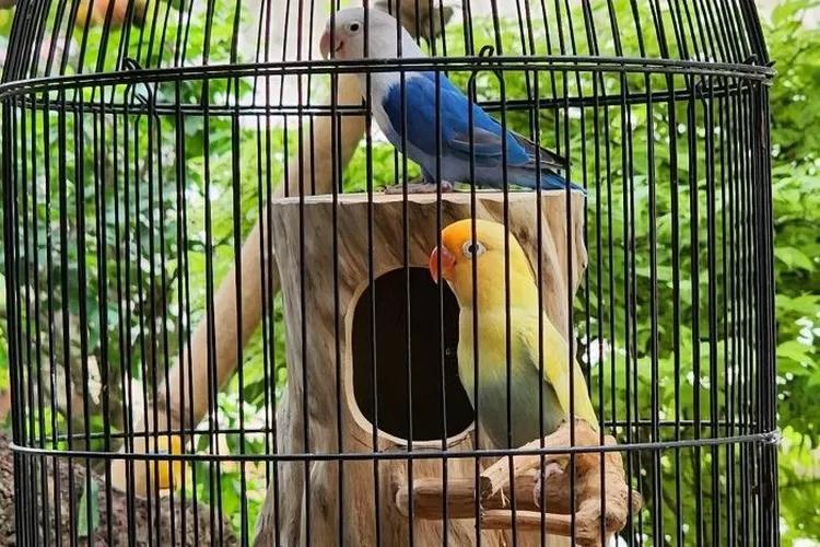 Tips Ampuh Agar Burung Gacor Aman dan Nyaman di Kandang